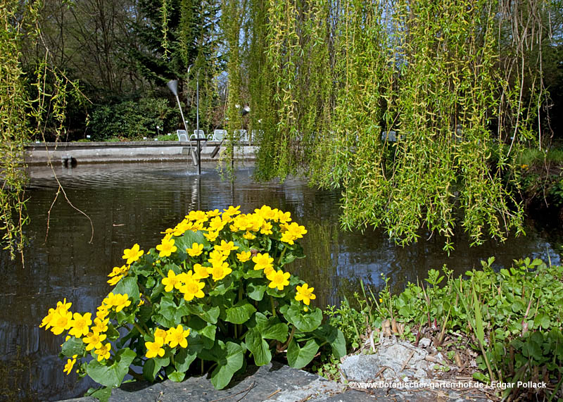Blumen am Teich